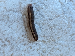 Spodoptera ornithogalli