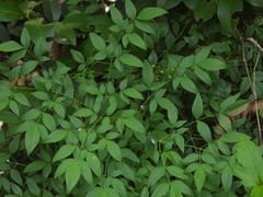 Nandina domestica