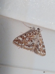 Elophila nymphaeata