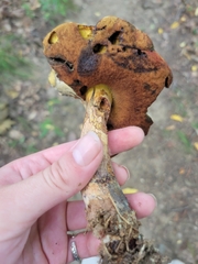 Boletus subvelutipes
