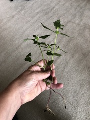 Galeopsis