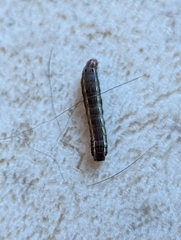 Spodoptera ornithogalli