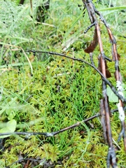 Equisetum scirpoides