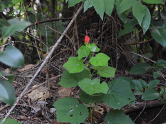Malvaviscus arboreus