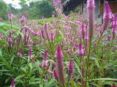 Celosia