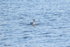 Phalaropus fulicarius