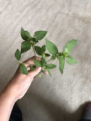 Galeopsis