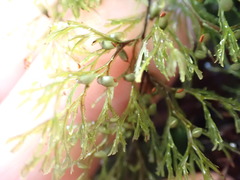 Hymenophyllum multifidum