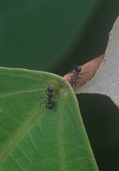 Dolichoderus thoracicus