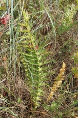 Filipendula vulgaris