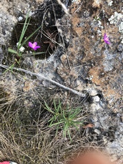 Phemeranthus parviflorus