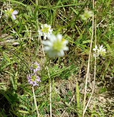 Polygala curtissii