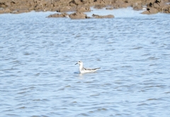 Phalaropus fulicarius