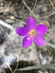 Phemeranthus parviflorus