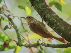 Lepidocolaptes souleyetii