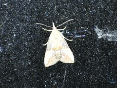 Hypena