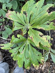 Podophyllum peltatum