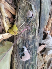 Daldinia childiae