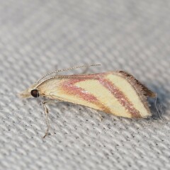 Microtheoris vibicalis