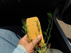 Cardamine hirsuta