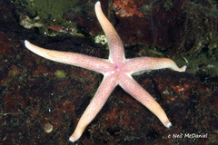 Henricia