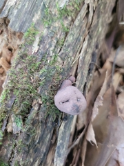 Daldinia childiae