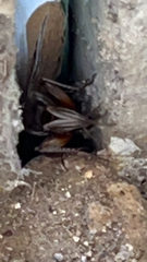 Gryllus pennsylvanicus