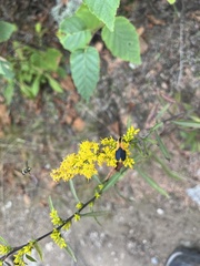 Lycomorpha pholus