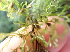 Hymenophyllum multifidum