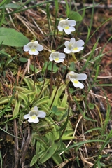 Pinguicula alpina