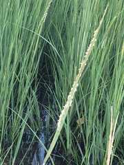 Sporobolus alterniflorus