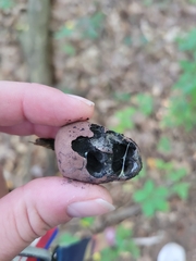 Daldinia childiae