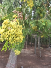 Thuja plicata