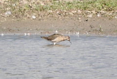 Calidris pugnax