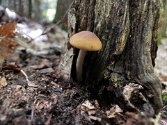 Agrocybe