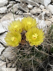 Hamatocactus hamatacanthus hamatacanthus