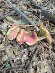 Baorangia bicolor