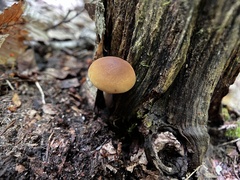 Agrocybe