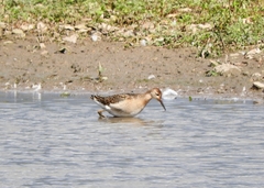 Calidris pugnax