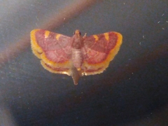 Hypsopygia costalis