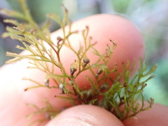 Hymenophyllum multifidum