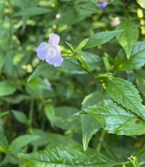 Mimulus alatus