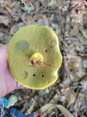 Baorangia bicolor