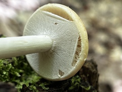 Agrocybe