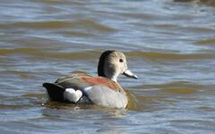 Callonetta leucophrys