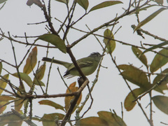 Tolmomyias