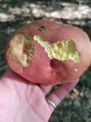 Baorangia bicolor