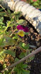 Viola tricolor