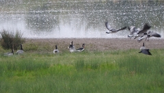 Branta ruficollis