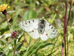 Parnassius smintheus